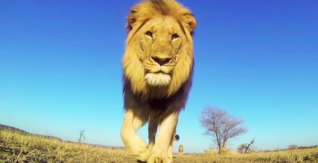 GoPro im Mund des LÃ¶wen: Savannen-Video