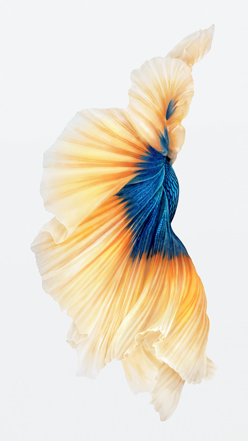 iPhone-6s-Fish-Gold-Wallpaper